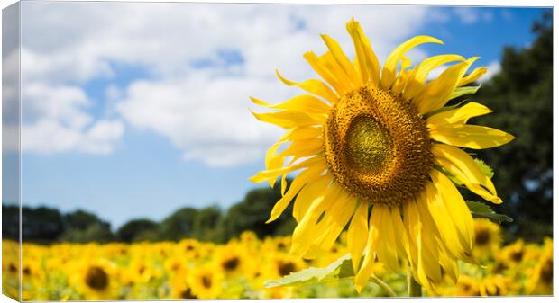 Sunflowers facing the sunshine Canvas Print by Jason Wells