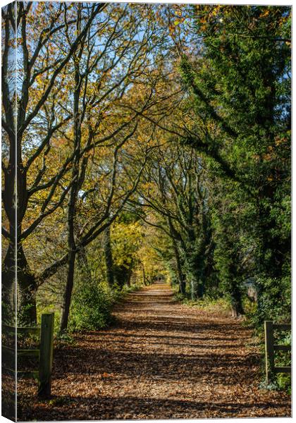 The Wirral Way in autumn Canvas Print by Jason Wells