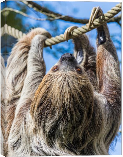 Two-toed sloth on the move Canvas Print by Jason Wells