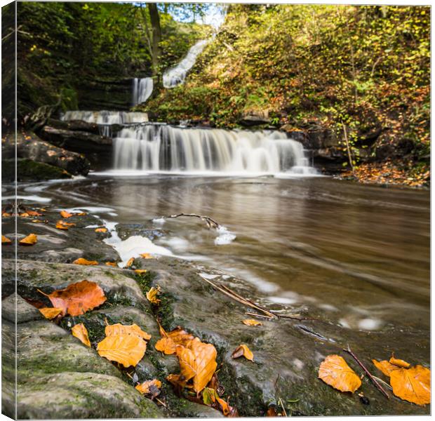 Autumnal coloured leaves by Scaleber Force Canvas Print by Jason Wells