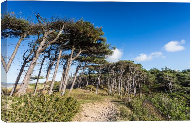 Formby pine woods meets the beach Canvas Print by Jason Wells