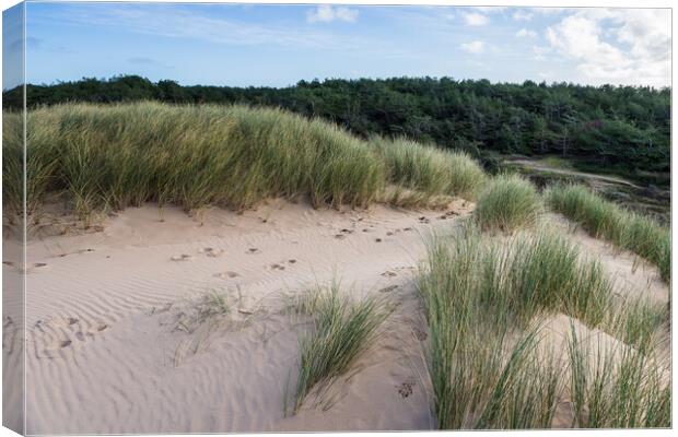 Formby pine woods behind the dunes Canvas Print by Jason Wells