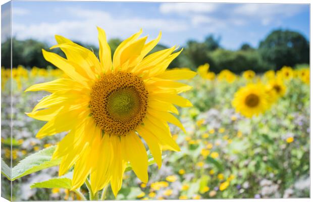 Sunflowers fade out of the frame Canvas Print by Jason Wells