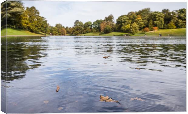 Floating leaves at Sefton Park Canvas Print by Jason Wells