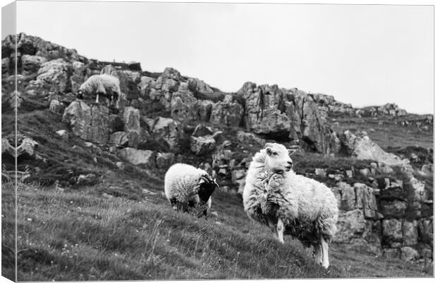 Sheep Trio in the Yorkshire Dales Canvas Print by Jason Wells