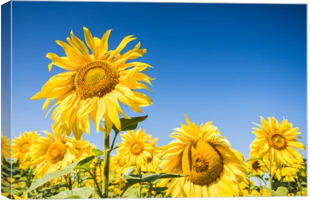 Sunflowers in full bloom Canvas Print by Jason Wells