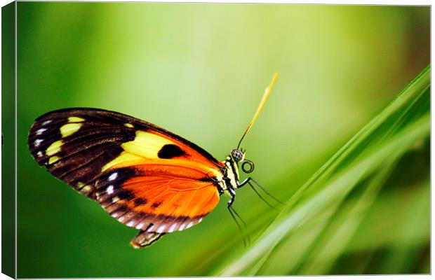 Tiger Longwing butterfly Canvas Print by Jason Wells