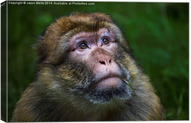  Portrait of a Barbary macaque Canvas Print by Jason Wells