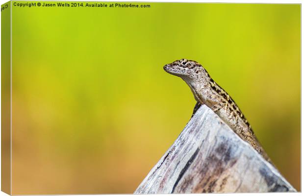  Lizard basking in the sun Canvas Print by Jason Wells