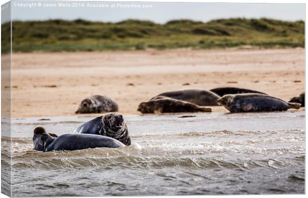 Seals off the coast of Norfolk Canvas Print by Jason Wells