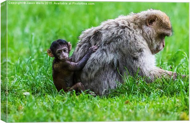 Baby Barbary macaque climbing up its mother Canvas Print by Jason Wells