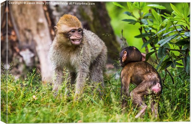 Young Barbary macaques playing together Canvas Print by Jason Wells