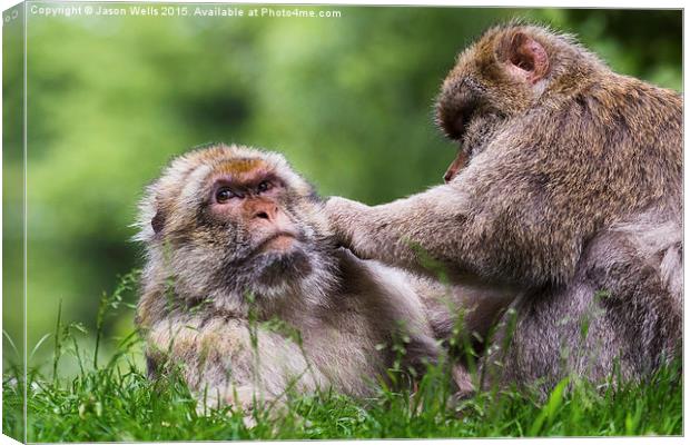  Barbary macaques grooming each other Canvas Print by Jason Wells
