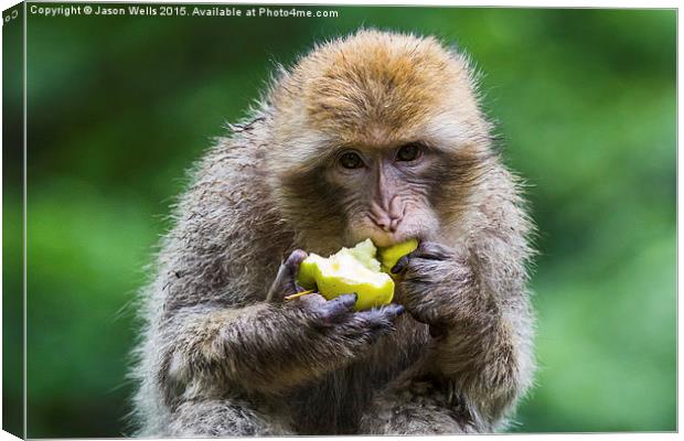  Barbary macaque snacking on an apple Canvas Print by Jason Wells