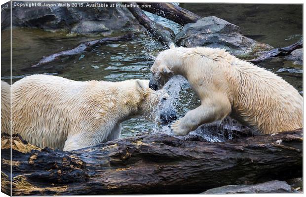 Pair of polar bears playing together in the water Canvas Print by Jason Wells