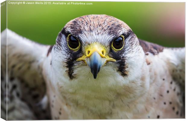 Close-up of a Peregrine falcon Canvas Print by Jason Wells