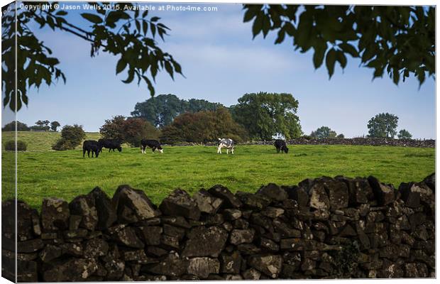 Cattle grazing in Derbyshire Canvas Print by Jason Wells