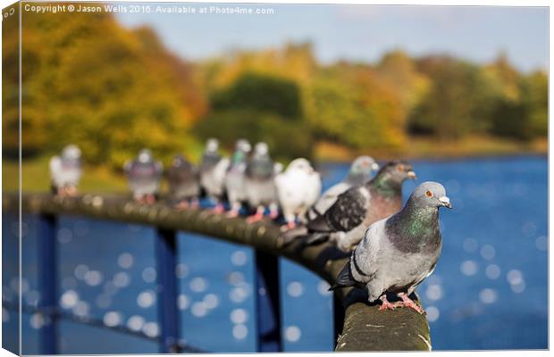 Row of pigeons lined up Canvas Print by Jason Wells