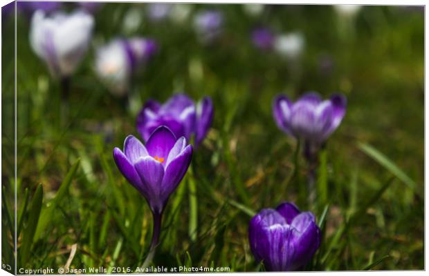 Crocuses out at Hesketh Park Canvas Print by Jason Wells