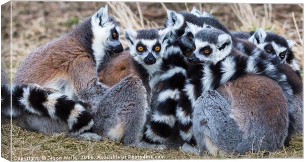 Group of ring-tailed lemurs snoozing in the sun. Canvas Print by Jason Wells
