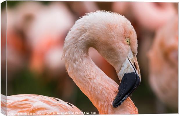 Portrait of a Chilean Flamingo Canvas Print by Jason Wells