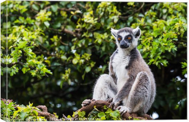 Ring-tailed lemur in a tree Canvas Print by Jason Wells