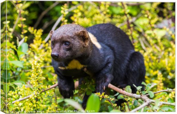 Portrait of a Tayra Canvas Print by Jason Wells