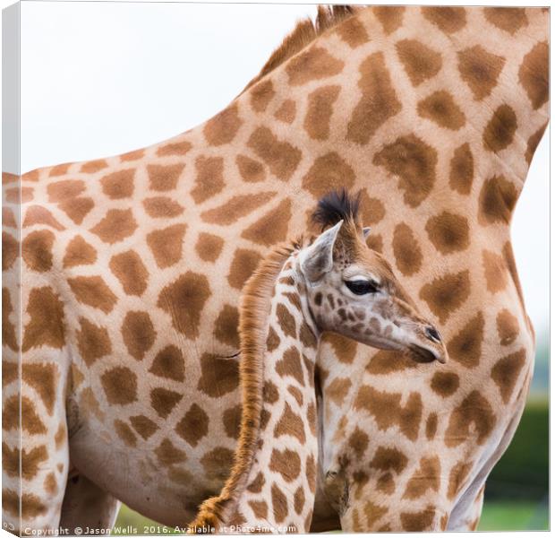 Baby giraffe standing by its mother Canvas Print by Jason Wells