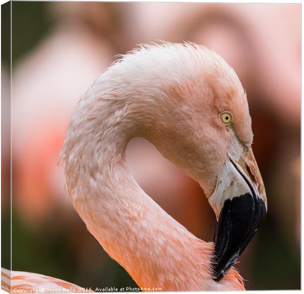 Square crop of a Chilean Flamingo Canvas Print by Jason Wells