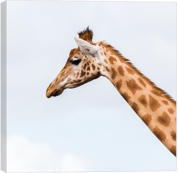 Square crop of a giraffe Canvas Print by Jason Wells