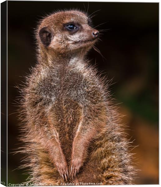 Meerkat on look-out duties Canvas Print by Jason Wells