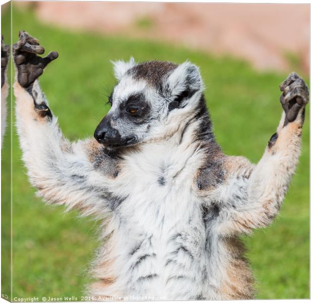 A ring-tailed lemur enjoying the sunshine Canvas Print by Jason Wells