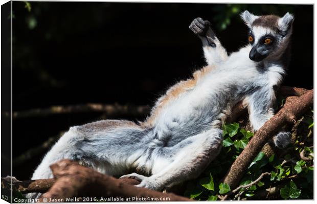 Ring-tailed lemur sunbathing on a tree Canvas Print by Jason Wells