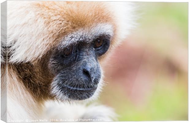 Portrait of a white-handed gibbon Canvas Print by Jason Wells