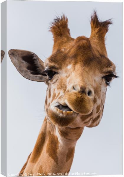 West African giraffe chewing Canvas Print by Jason Wells
