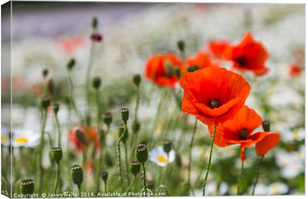 Poppys filling the frame Canvas Print by Jason Wells