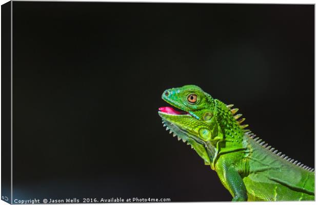 Juvenile Green Iguana basking Canvas Print by Jason Wells
