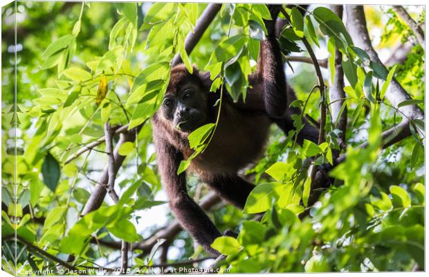 Howler monkey facing the camera during a feed Canvas Print by Jason Wells