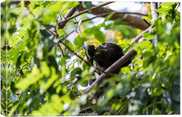 Howler monkey ripping the leaves from a tree Canvas Print by Jason Wells