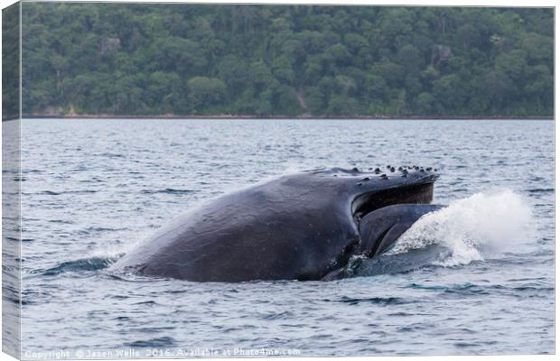 Humpback whale crashes to the surface of the ocean Canvas Print by Jason Wells