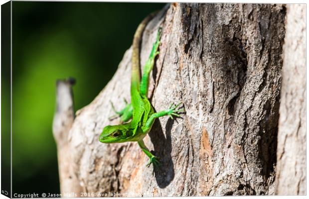 Green spiny lizard on a tree Canvas Print by Jason Wells
