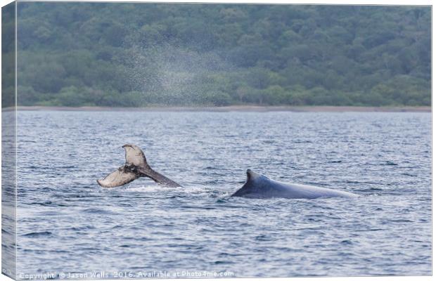 Mother & baby humpback whales playing in the water Canvas Print by Jason Wells