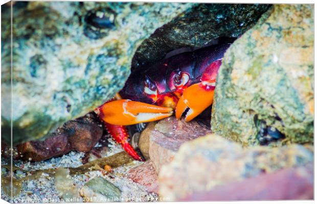 Sheltering from the sun Canvas Print by Jason Wells