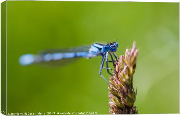 Common Blue Damselfly roosting Canvas Print by Jason Wells