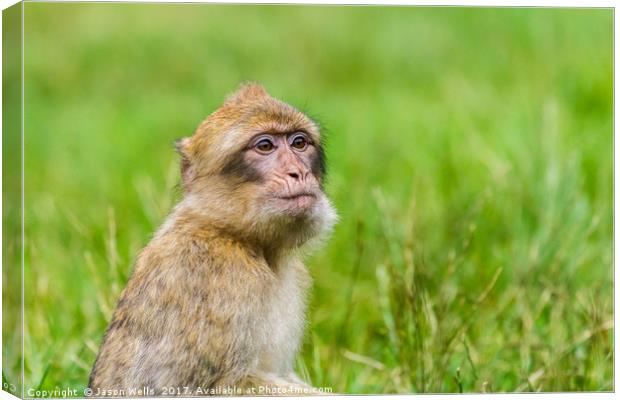 Young Barbary macaque with its mouth full of grape Canvas Print by Jason Wells