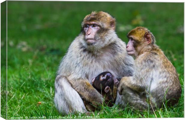 Family of Barbary macaques Canvas Print by Jason Wells