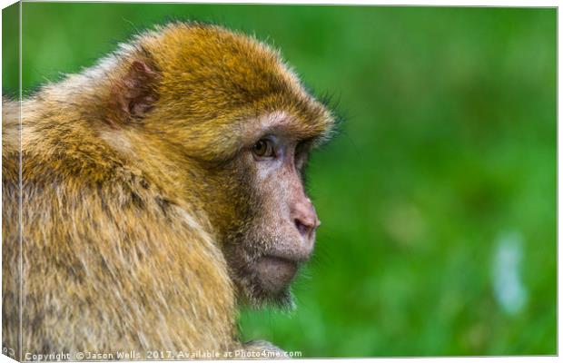Adult Barbary macaque glances into the distance Canvas Print by Jason Wells