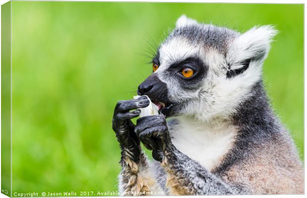 Ring-tailed lemur eating Canvas Print by Jason Wells