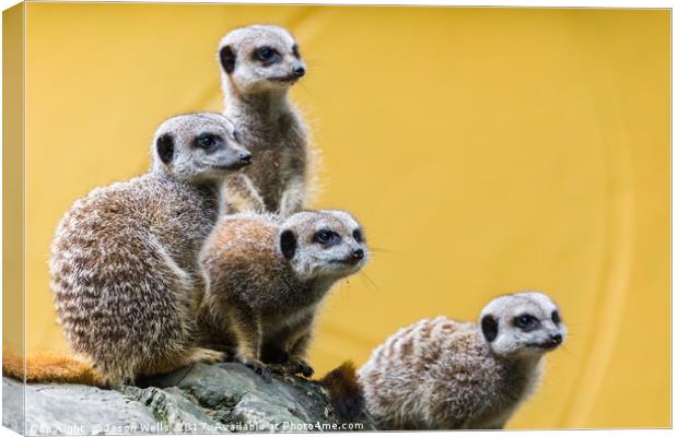 Meerkats on the look out Canvas Print by Jason Wells