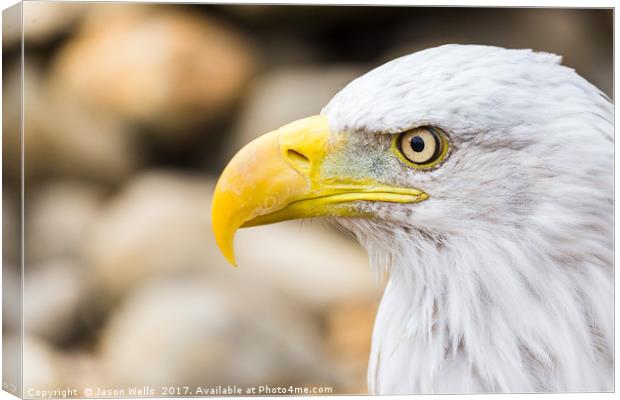 Side on head shot of a Bald Eagle Canvas Print by Jason Wells